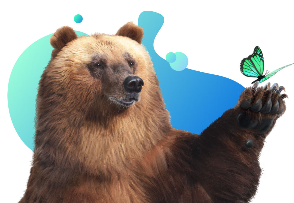 Большой медведь создание сайтов