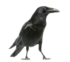 Аудит интернет-магазинов