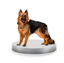 Поддержка проектов и их развитие