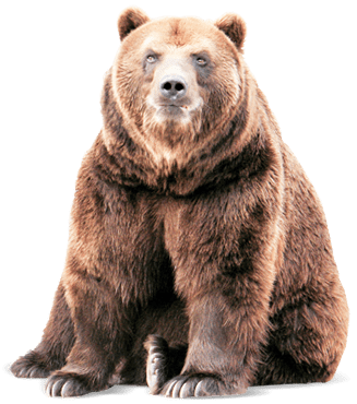 Внимание медведь!